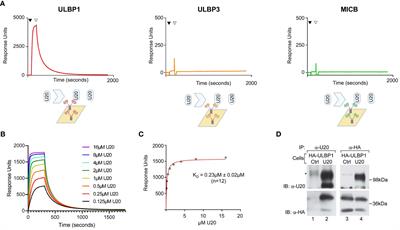 The HHV-6B U20 glycoprotein binds ULBP1, masking it from recognition by NKG2D and interfering with natural killer cell activation
